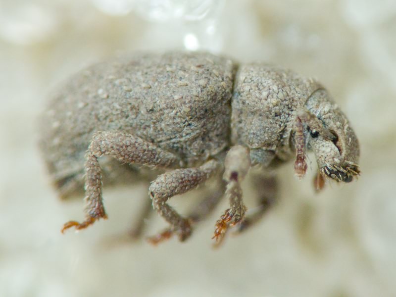 Curculionidae Latreille, 1802